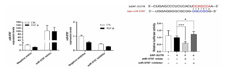 miR-5787과 SRF 3-UTR의 결합에 의한 Luciferase reporter assay 측정