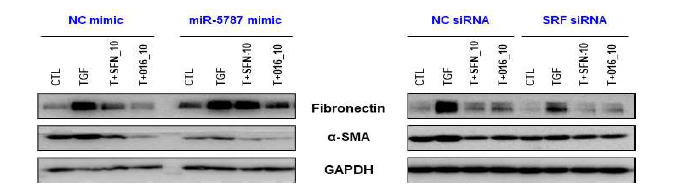 Transfection으로 miR-5787 과발현 또는 SRF 저발현 세포주에서 fibrogenesis 관련 단백질들의 발현 변화