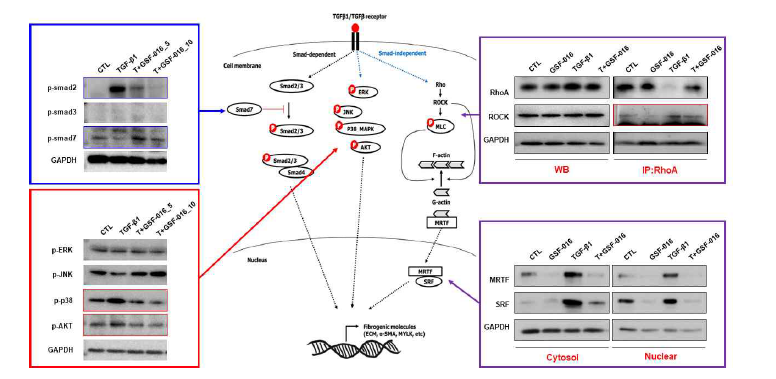 IPF 세포에서 TGF-β1에 의한 신호전달경로에서 GSF-016이 미치는 영향