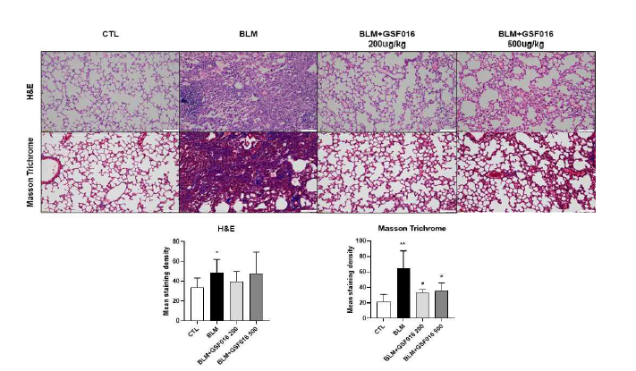 Bleomycin으로 유도된 폐섬유화 동물모델에서 GSF-016 투여에 의해 H&E와 M-T stain에 미치는 영향