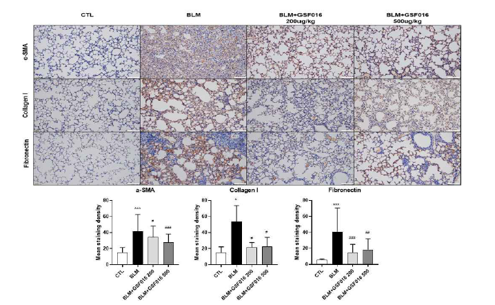 Bleomycin으로 유도된 폐섬유화 동물모델에서 GSF-016 투여에 의해 fibrogenesis 관련 단백질들의 발현 변화