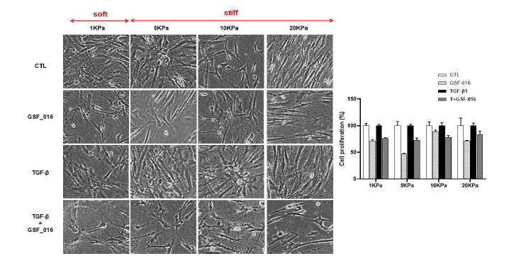 Matrix stiffness를 이용한 IPF 세포에서 GSF-016이 세포 adhesion에 미치는 영향