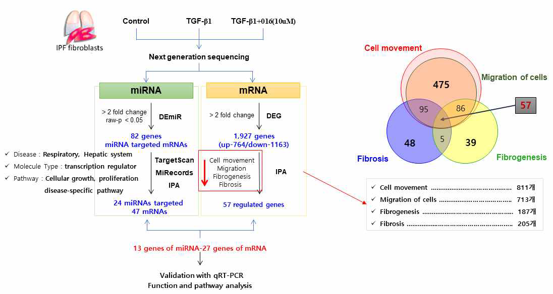 TGF-β1으로 유도된 폐섬유아세포로부터 miRNA/mRNA 기반 NGS 수행 및 IPA 분석