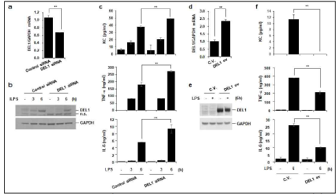 대식세포에서 DEL1 발현은 내독소 유도 KC, TNF-α, IL-6 생성을 억제시킴. a-c, RAW264.7 세포에 control siRNA, DEL1 siRNA 주입. 주입 후 48시간에 내독소 (LPS, lipopolysaccharide, 100ng/ml) 3, 6 시간 처치. 세포 총RNA 추출. DEL1, GAPDH에 대한 real-time PCR 수행 (a). 세포 총단백에서 DEL1 발현을 Western blot 분석으로 평가 (b). 세포 배양액 내로 분비된 KC (keratino cyte chemoattractant), TNF-α, IL-6 농도를 ELISA로 평가 (c). d-f, RAW264.7 세포에 pcDNA3.1 control vector (C.V.), DEL1 과발현 vector를 주입. 주입 후 48시간에 내독소 (100ng/ml, 6 시간) 처치. DEL1, GAPDH에 대한 real-time PCR 수행 (d). DEL1 단백발현을 Western blot 분석으로 평가 (e). 세포 배양액 내로 분비된 KC, TNF-α, IL-6 농도를 ELISA로 평가 (f). n.s., non-specific