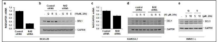 폐상피세포, 대식세포, 폐내피세포에서 quercetin, resveratrol, sulforaphane 처치는 Nrf2 의존 적으로 세포 내 DEL1 발현을 증가시킴. BEAS-2B 세포 (a-b), RAW264.7 세포 (c-d)에 control siRNA, Nrf2 siRNA 주입. 주입 후 48시간에 quercetin (Q), resveratrol (R), sulforaphane (S) 24시간 처치. e, HMVEC-L 세포에 Q, S 농도별 24시간 처치. a, c, 세포 총RNA 추출. Nrf2, GAPDH에 대한 real-time PCR 수행. b, d, e, 세포 총단백에서 DEL1 발현을 Western blot 분석으로 평가