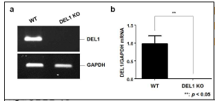 DEL1 WT, KO 생쥐 검증. a-b, C57BL/6 DEL1 WT, KO 생쥐에서 폐조직 적출. 총RNA 추출. (a) RT-PCR, (b) Real time-PCR 방법으로 DEL1, GAPDH에 대한 발현분석