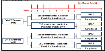 동물실험과정. C57BL/6 DEL1 WT (n=16), KO (n=13) 생쥐를 실험에 사용. saline (각 WT: n=8, KO: n=5), CSE (각 WT: n=8, KO: n=8) 100μl 를 주1회, 총8회 주입. 마지막 주입 다음날 (1) 폐세 척액 (bronchoalveolar lavage fluid, BALF), (2) 동 결 폐조직, (3) 고정 폐조직 수거