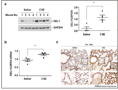 CSE 처치는 생쥐 폐조직 (상피세포, 면 역세포, 내피세포)에서 DEL1 발현을 증가시킴. a, C57BL/6 WT 생쥐에 saline (n=4), CSE (n=4)를 주1회 총8회 기관 내로 주입. 폐조직 에서 총단백 추출. DEL1 발현을 Western blot 분석으로 평가 (left panel). Scion image 프로 그램을 사용하여 DEL1 densitometry 수행 (right panel). b, 동결 폐조직에서 총RNA를 추출. DEL1, GAPDH에 대한 real-time PCR 수행. c, 고정 폐조직에서 DEL1에 대한 면역 조직화학염색 (IHC, immunohistochemistry) 수행