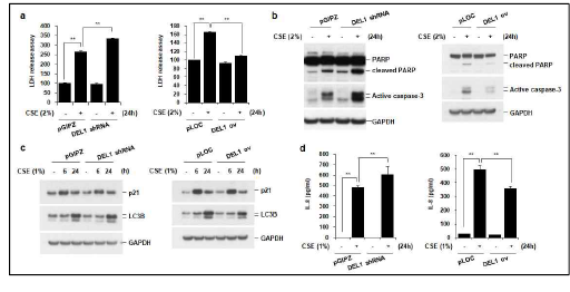 폐상피세포에서 DEL1 발현은 세포사멸 (세포자연사) 억제, 호중구 케모카인 (IL-8) 생성을 억제시킴. a-d, DEL1 knock-down, 과발현 유도된 세포에 담배연기추출물 (2%)을 24시간 처치하고 세포배양액 내로 분비된 lactate dehydro genase (LDH) 분비량 측정 (a). 세포 총단백에서 poly (ADPribose) polymerase (PARP),active caspase-3 발혈을 Western blot 분석으로 평가 (b). c-d, DEL1 knock-down, 과발현 유도된 세포에 담배연기추출물 (1%)을 24시간 처치. 세포 총단백에서 노화 (p21), 자가포식 maker (light chain 3B, LC3B) 발현을 Western blot 분석으로 평가 (c). 세포 배양액 내로 분비된 호중구 케모카인 interleukin-8 (IL-8)을 enzyme-linked immunosorbent assay (ELISA)로 측정