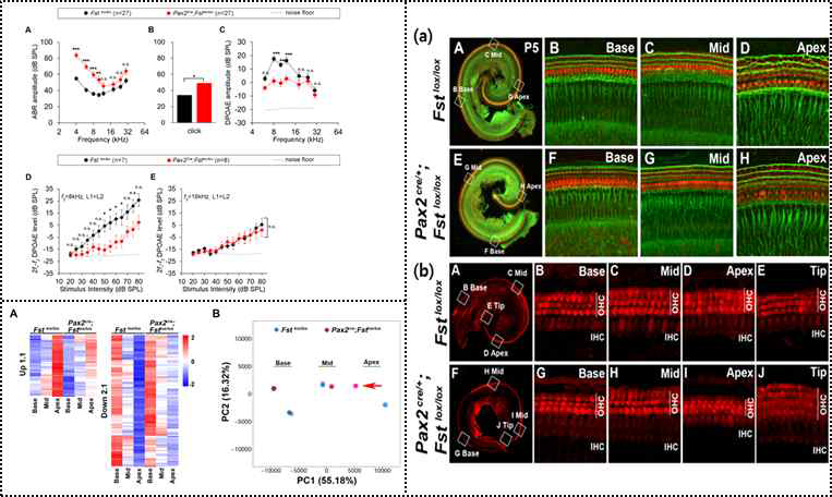 Fst cKO에서 청력, RNA-seq 결과, 뉴런 형태 및 FM1-43 결과
