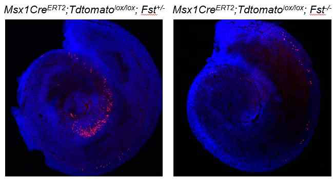 Msx1CreERT2;Tdtomatolox/lox;Fst-/- 마우스의 Msx1 발현 세포 분석 결과