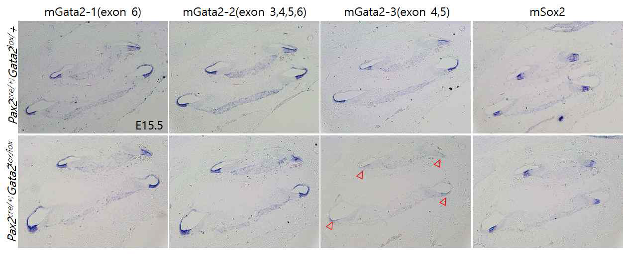 Gata2 cKO ISH Probe 발현패턴 확인