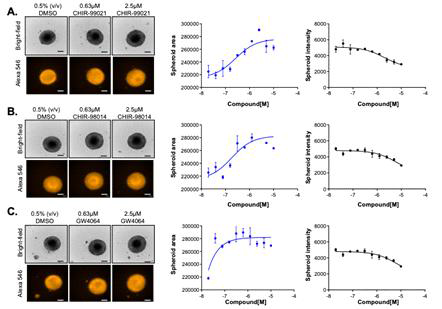 CHIR-99021 (A), CHIR-98014 (B), GW 4064 (C)의 2차 스크리닝 결과 (구상체 크기 및 간암세포의 intensity 변화)