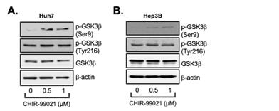 Huh7(A)과 Hep3B(B)에서의 CHIR-99021에 의한 GSK3β 단백질의 발현 변화