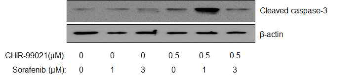 CHIR-99021과 sorafenib의 병용처리에 의한 cleaved caspase-3 단백질의 발현