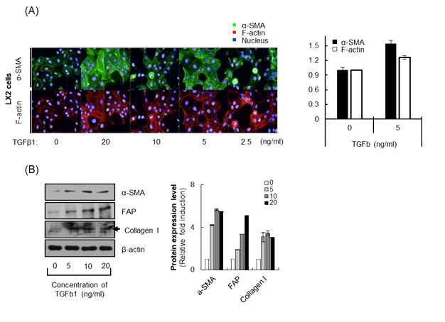 TGF-β1 처리에 의한 LX2 세포의 a-SMA 염색(A)과 단백질 변화(B)