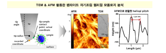 펩타이드 초분자 카이럴성을 지닌 헬리컬 나노선의 모폴로지 규명