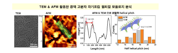 공액 고분자 자기조립 헬리컬 나노선의 모폴로지 비교