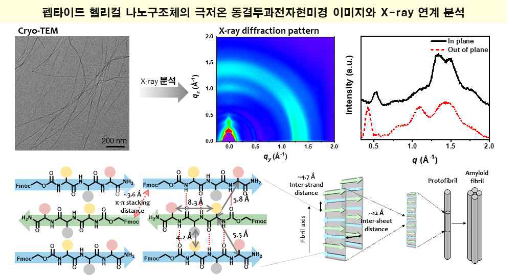 Cryo-TEM과 X-ray 연계 분석을 통한 펩타이드 헬리컬 구조 내 분자 패킹