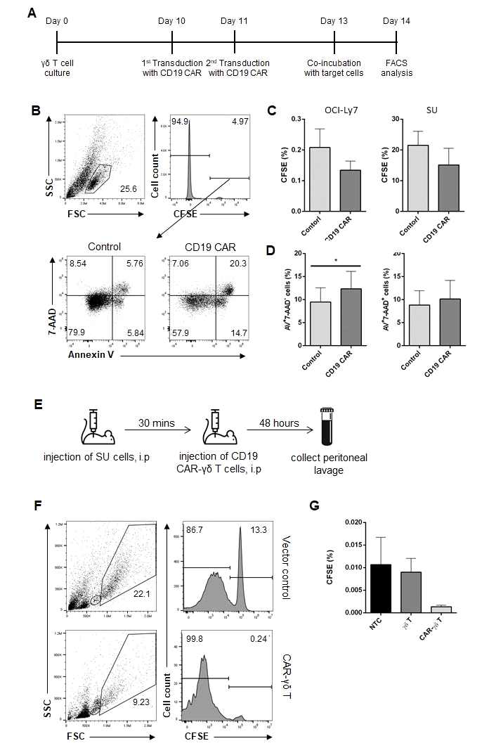시험관 내 및 생체 내 CAR-γδ T 세포의 평가. (A) 시험관 내 실험 계획. (B) CFSE로 표지된 B 세포 림프종 세포(상단 패널) 및 AV/7-AAD 세포 사멸 분석(하단 패널)으로 죽어가는 세포를 식별하기 위한 게이팅 전략. (C) CFSE+ 세포의 비율. OCI-Ly7(왼쪽) 및 SU-DHL6(SU)(오른쪽)을 표적 세포로 사용. 대조군은 빈 렌티바이러스 입자(n=5)로 형질 도입됨. (D) AV+ 7-AAD- 초기 세포사멸 세포(왼쪽)와 AV+ 7-AAD+ 후기 세포사멸 세포(오른쪽)의 비율. OCI-Ly7 세포를 표적 세포로 사용. 대조군은 빈 렌티바이러스 입자 (n=7)로 형질 도입됨. 모든 값은 평균 ± SEM으로 표시. *p<0.05. (E) 생체 내 실험 계획. (F) 게이팅 전략. (G) 표적 세포 및 γδ T 세포의 주입 48시간 후 복막 세척에서 CFSE+ SU 표적 세포의 백분율 n=3. 모든 값은 평균 ± SEM으로 표시. i.p.: 복강 내 주사