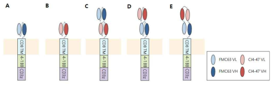 CAR 발현벡터 모식도. (A) CD19 BBz, (B) CD22 BBz, (C) CD19XCD22 BBz, (D) CD22XCD19 BBz, (E) CD22XCD19 Loop