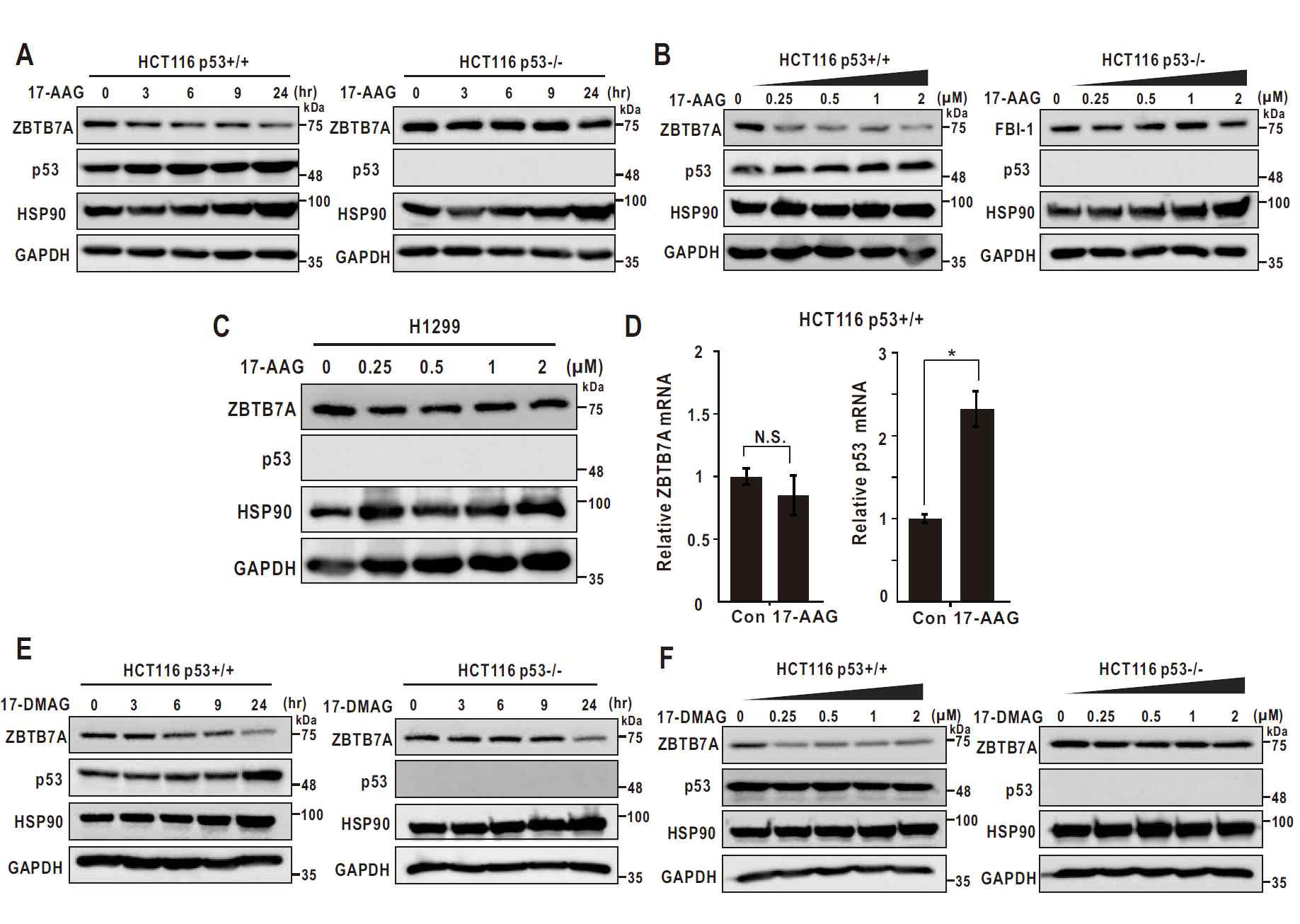 ZBTB7A expression is decreased by HSP90 inhibitors, in a wild-type p53-dependent manner