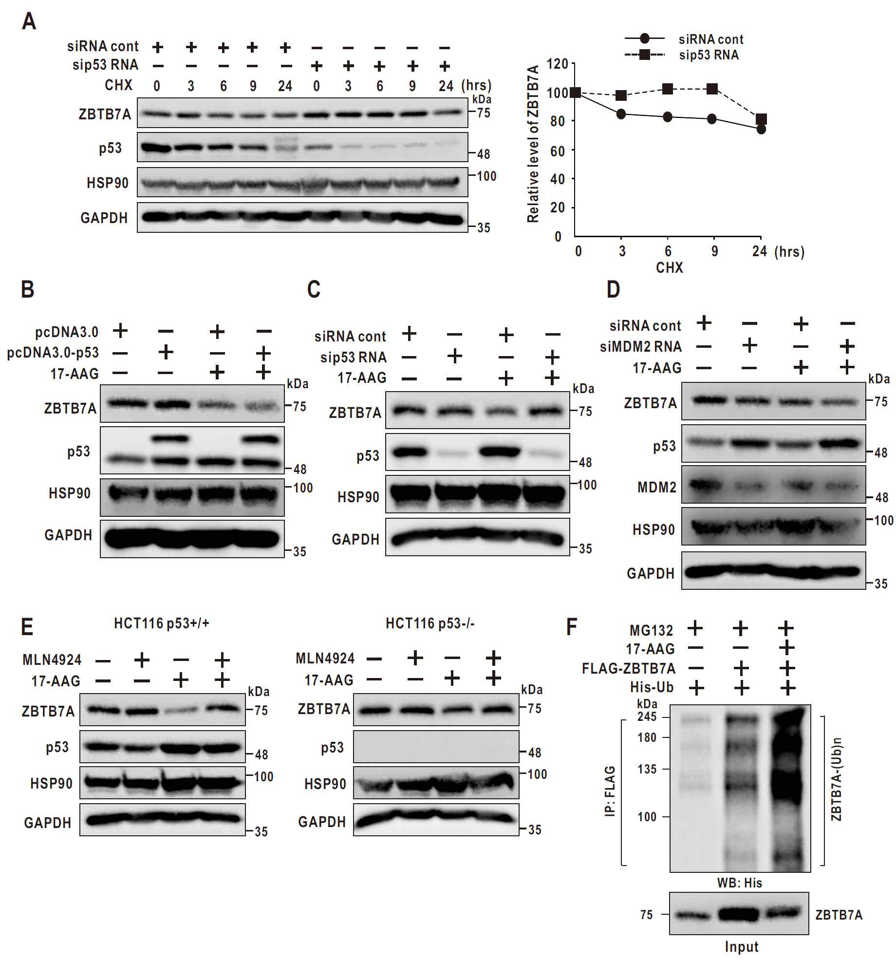 p53 is required for ubiquitylation-dependent ZBTB7A degradation upon 17-AAG treatment