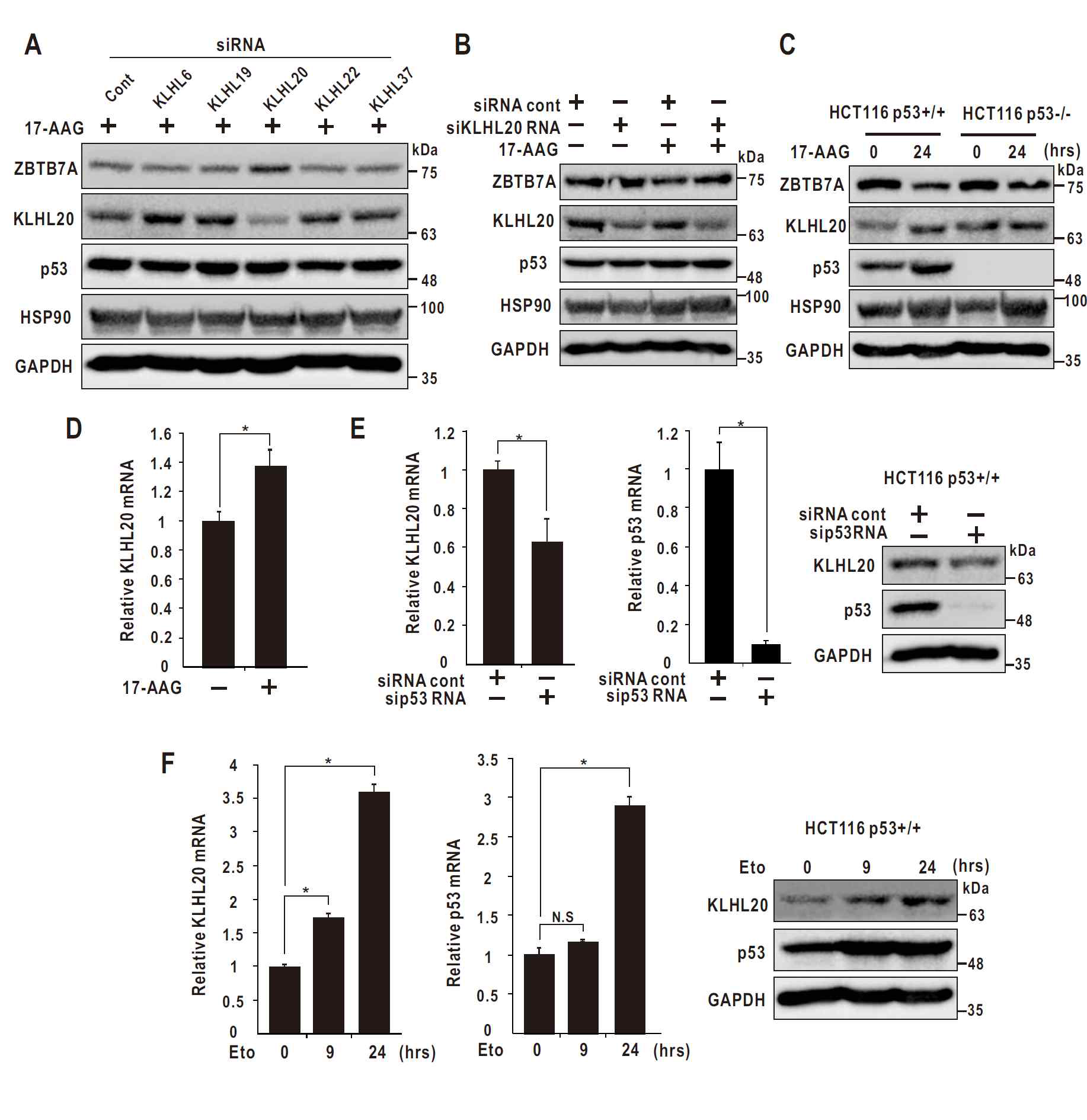 KLHL20 is induced by 17-AAG and mediates ZBTB7A degradation