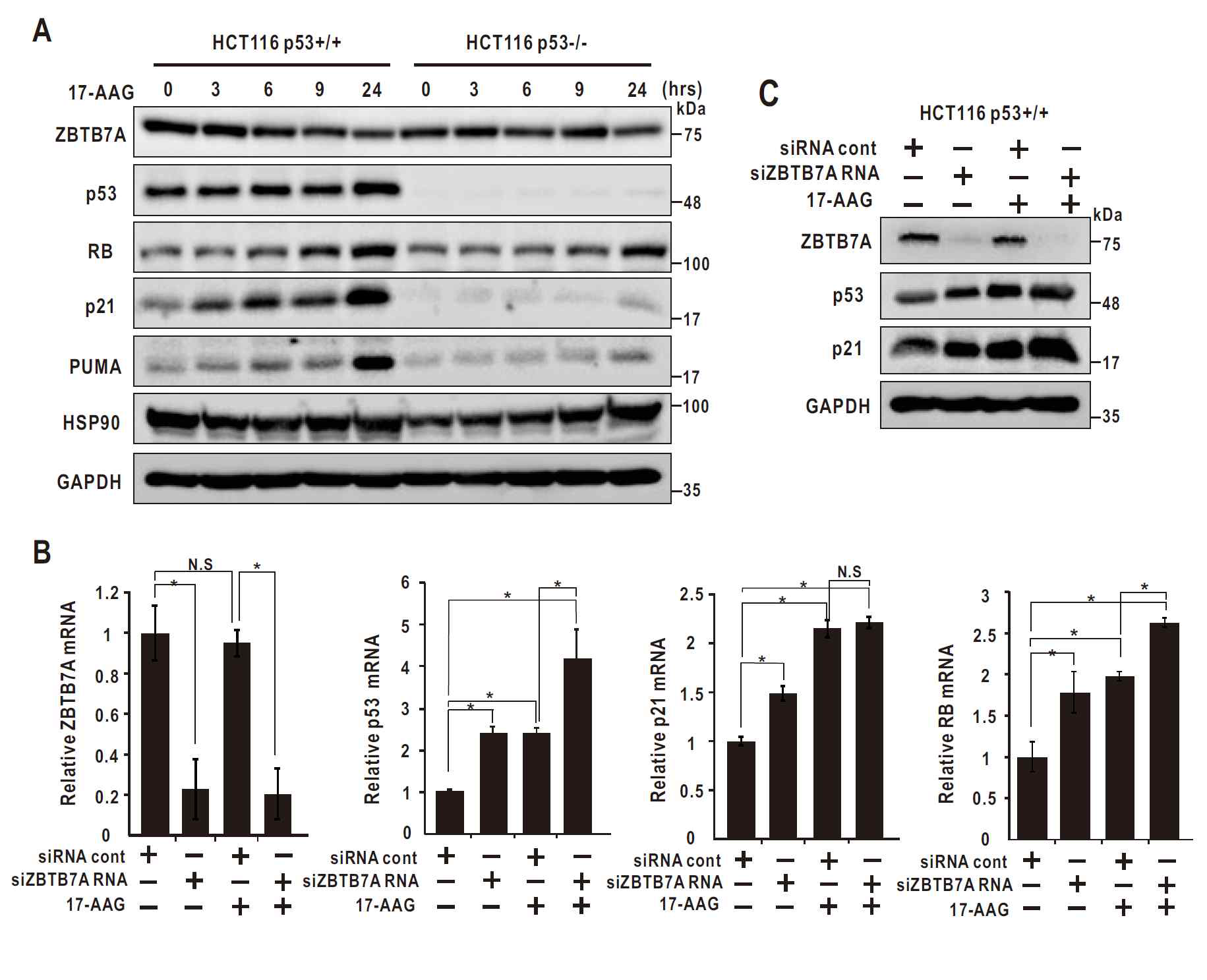 ZBTB7A target genes are increased by HSP90 ingibition