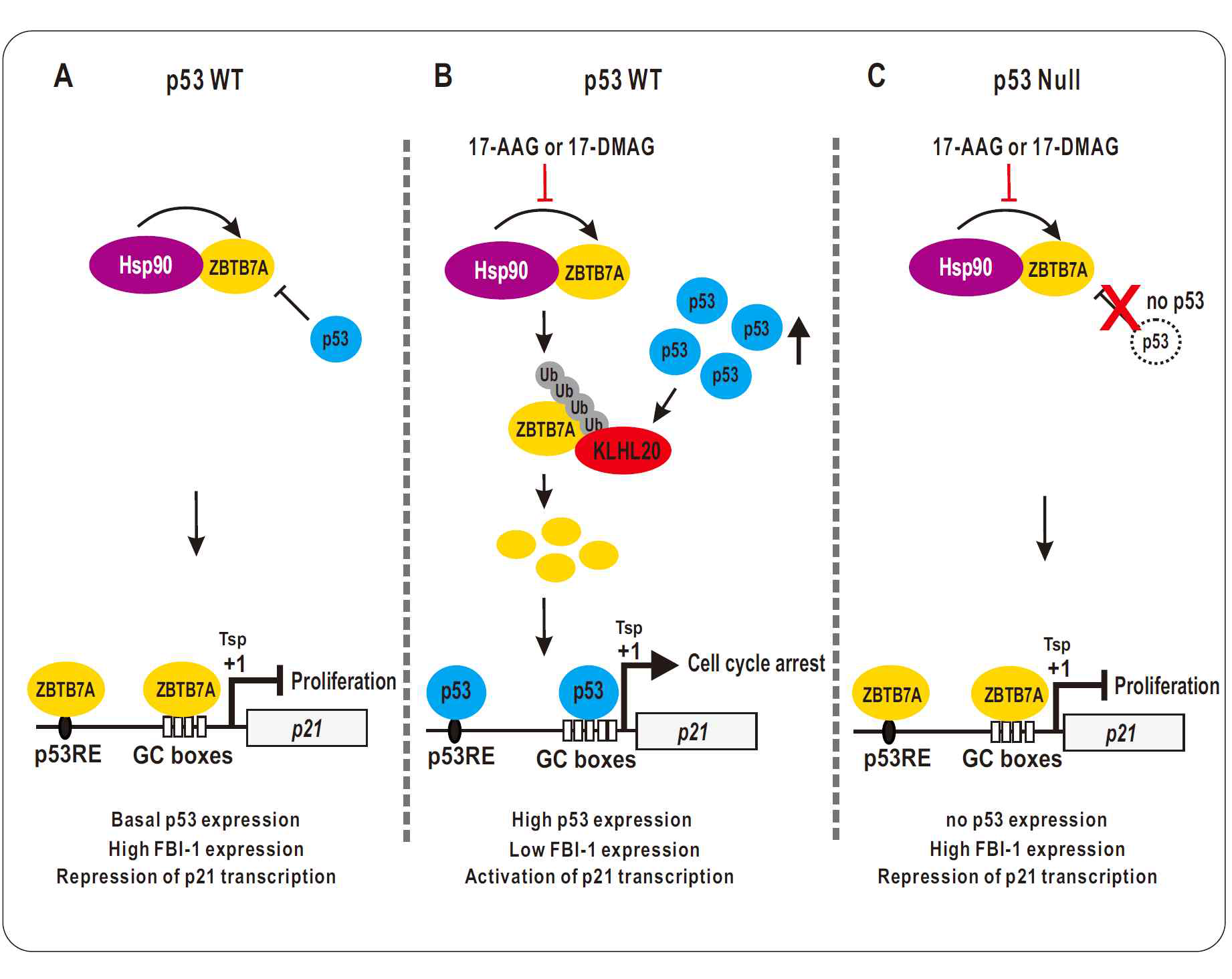 Hydothetical model of an HSP90-D53-KLHL20-ZBTB7A axis regulating ZBTB7A expression and cell proliferation