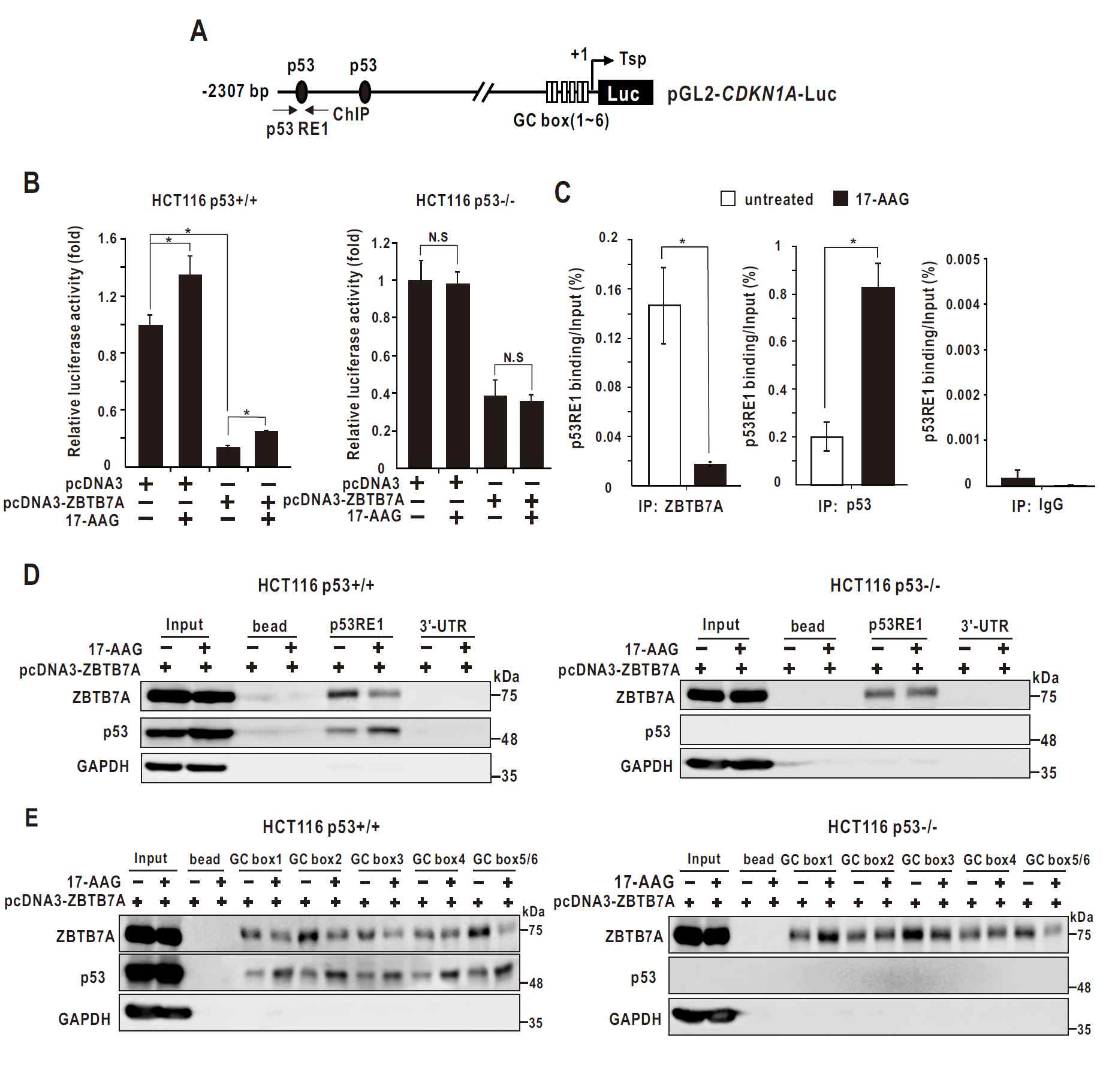 17-AAG increases transcriptional activity of D21/CDKN1A by decreasing ZBTB7A binding to the D53-resDonse element and GC-bozes within the p21/CDKN1A promoter