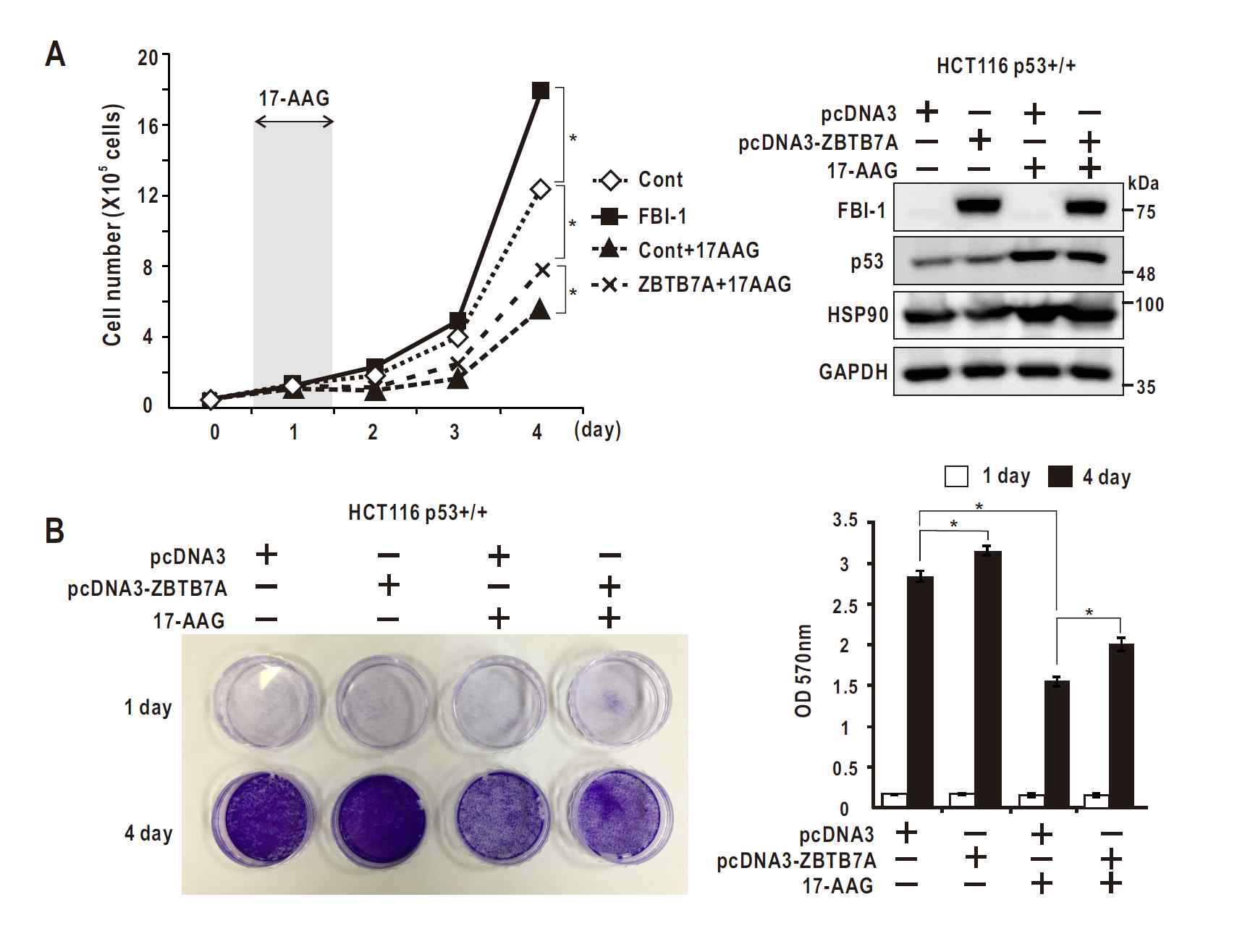 Ectopic ZBTB7A inhibits 17-AAG-induced colon cancer cell proliferation