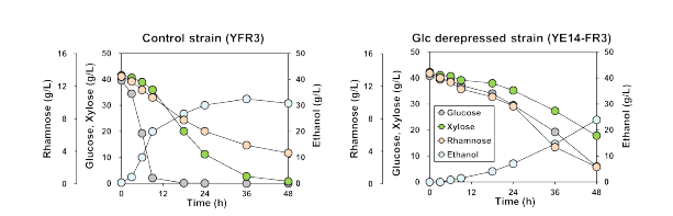 Glucose 및 xylose, L-rhamnose의 혼합당에서 비교 균주(YFR3) 및 YE14-FR3 균주의 발효 결과