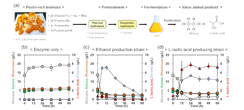 펙틴 가수분해물(감귤박)의 발효를 위한 전처리 과정 및 최종 균주를 활용한 ethanol 및 lactic acid 생산 결과