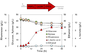 Glucose 및 xylose, L-rhamnose의 혼합당에서 YE14-FR3 LDH 균주의 발효 결과