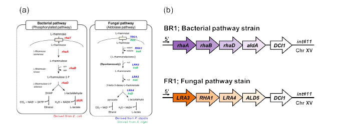 두 가지 L-rhamnose 대사경로(a) 및 L-rhamnose 발효 균주의 개량 전략(b)
