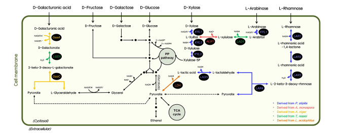 Cas9 가위 기술을 이용한 5종의 비통상적 탄소원 대사경로 도입 유전자의 개요