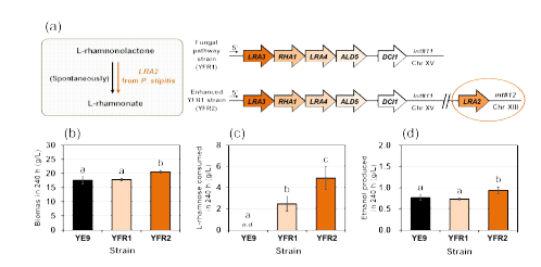 P. stipitis 유래의 L-rhamnono-γ-lactonase (LRA2)를 추가로 발현한 L-rhamnose 대사경로 균주(YFR2)의 개량 전략(a) 및 L-rhamnose 발효 결과(b, 세포 농도; c, L-rhamnose 소비; d, ethanol 생산)