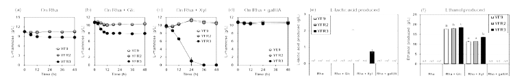 3종의 펙틴 유래 바이오매스 탄소원(glucose 및 xylose, 펙틴산) 및 L-rhamnose의 혼합당 조건에서 control strain (YE9) 및 L-rhamnose pathway (YFR2), L-rhamnose pathway transporter 추가 발현 균주(YFR3)의 발효 결과