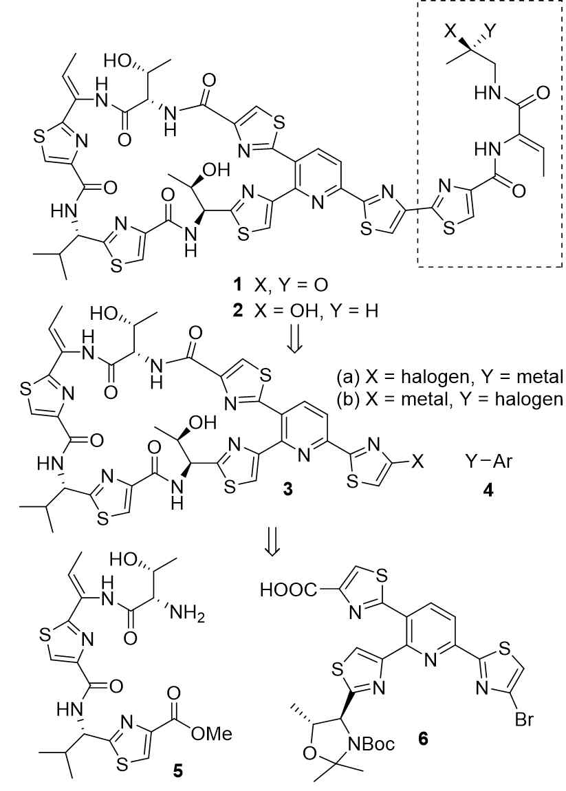 Retrosynthetic logic for micrococcins P2 (1) and P1 (2)