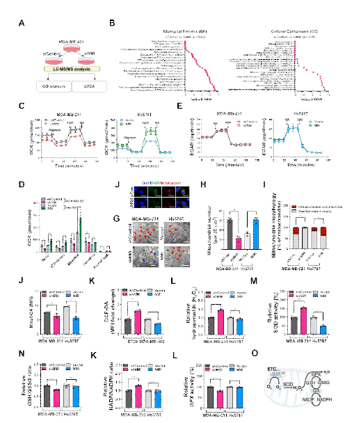 NMI의 미토콘드리아 기능 조절에 따른 Redox homeostasis 유지