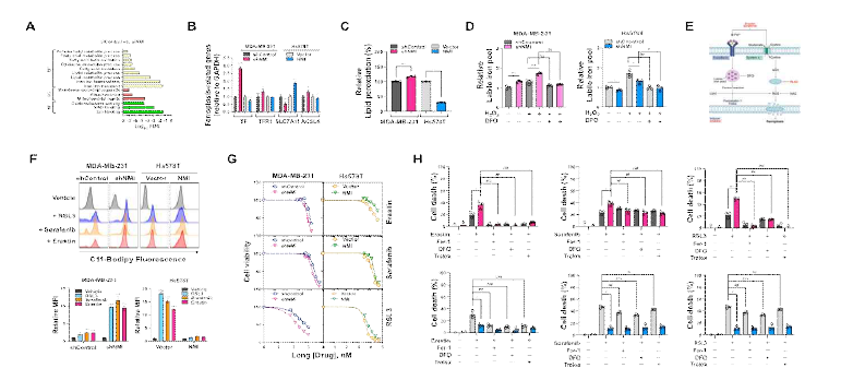 NMI의 Ferroptosis 조절 검증