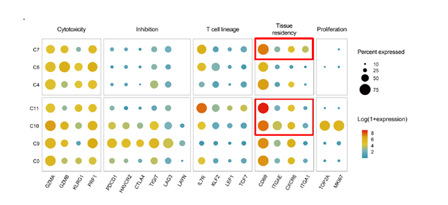 TCGA 단일세포 유전체 데이터를 기반으로 분석한 결과에서 조직 상주성을 갖는 유 전자의 비율이 두드러지는 특정 cluster들이 존재하며, 이에 해당하는 cluster들은 T 세포의 기능적 특성에 영향을 주는 core significant gene profile이 상이하게 나타 남