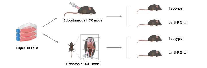 마우스 간암 세포주 Hep55.1c를 피하 또는 orthotopic 종양 모델로 형성하여 isotype control 또는 anti-PD-L1 항체 투여군으로 나누어 실험을 시행함