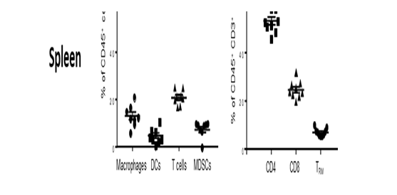 피하 종양 모델의 마우스 종양과 비장에서 분리된 CD45+ 세포를 대상으로 유세포 분 석을 통해 종양 내에 T세포가 비장에 비해 높은 침윤도를 보였으며, 약 10%로 존재 하는 조직 상주 림프구의 비율을 확인함