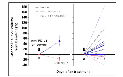 Orthotopic 간암 모델에서 anti-PD-L1 또는 isotype 투여 후 7일 째 종양 크기 변 화를 소형 동물용 MRI로 확인 결과, 종양의 크기가 감소하는 PD-L1 반응군(PD-L1 Responder)과 종양의 크기가 감소하지 않는 PD-L1 비반응군(PD-L1 Non-responder)로 구분됨