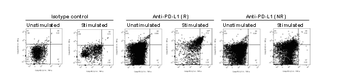 PMA/Ionomycin 처리 조건에서 Isotype control과 anti-PD-L1 비반응군(NR)에 비해 anti-PD-L1 반응군(R)의 TIL에서는 TNFα와 IFNγ의 분비능이 현저히 증가해있음