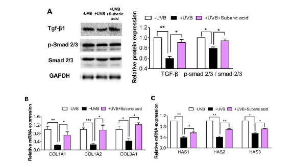 Suberic acid increases the levels of molecules involved in ECM synthesis in hairless mice skin. Effect of dietary suberic acid (0.1%) on (A) transforming growth factor-1 (TGF-1), p-SMAD and SMAD 2/3 protein levels and (B) collagen type I alpha 1 chain (COL1A1), COL1A2, COL3A1, (C) hyaluronic acid synthase 1 (HAS1), HAS2, and HAS3 gene expression in the hairless mouse skin tissue. Results are shown as means ± SEM (n=4–6). Significant differences between groups are shown as * P < 0.05; ** P < 0.01; *** P < 0.001