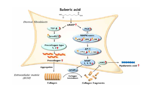 The proposed mechanism by which suberic acid protects photoaging in dermal fibroblasts