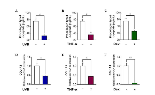 Inhibitory effects of UVB radiation, TNF-α or dexamethasone on collagen synthesis in Hs68 cells. The cells were treated with or without 20 mJ/cm2 UVB, TNF-α(10 ng/mL) or 1 μM dexamethasone. After treatment for 24 h, (A-C) the relative amount of type-1 procollagen was measured in the culture supernatants. After UVB, TNF-α or dexamethasone treatment for 12 h, (D-F) collagen type 1 alpha 1 chain (COL1A1) mRNA levels were analyzed. The results are expressed as mean SEM of three independent experiments. * p < 0.05; ** p < 0.01